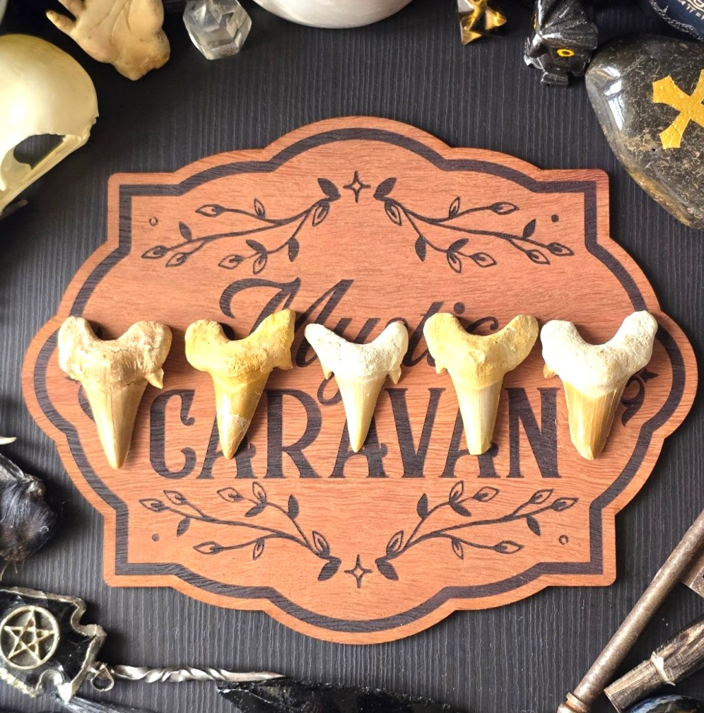 Shark Tooth Fossils
